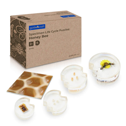 301329 Specimen Life Cycle Puzzles Honey Bee Main Image | Honey Bee