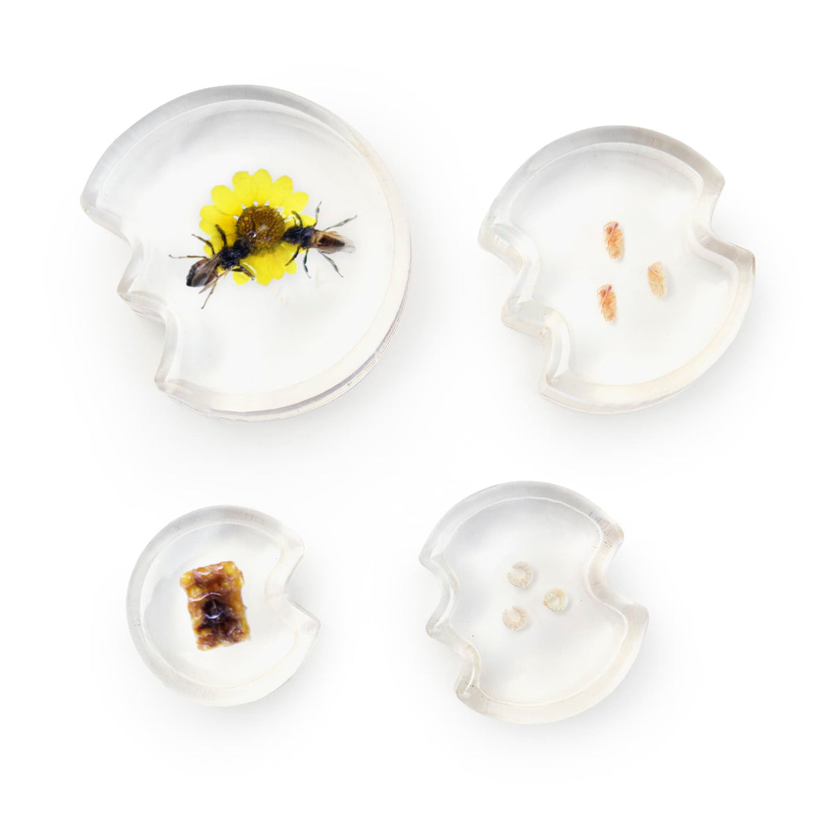 301329 Specimen Life Cycle Puzzles Honey Bee Silo 1 | Honey Bee